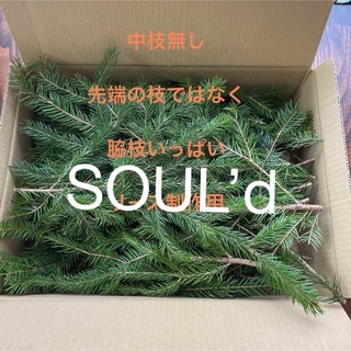 北海道もみの木　生花　クリスマス花材　74センチ箱(ドライフラワー)