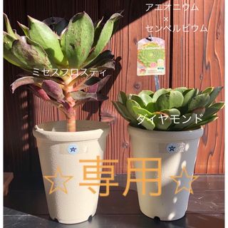 多肉植物　⭐︎専用⭐︎センポニウム　ミセスフロスティとダイヤモンド　抜き苗　⭐︎(その他)