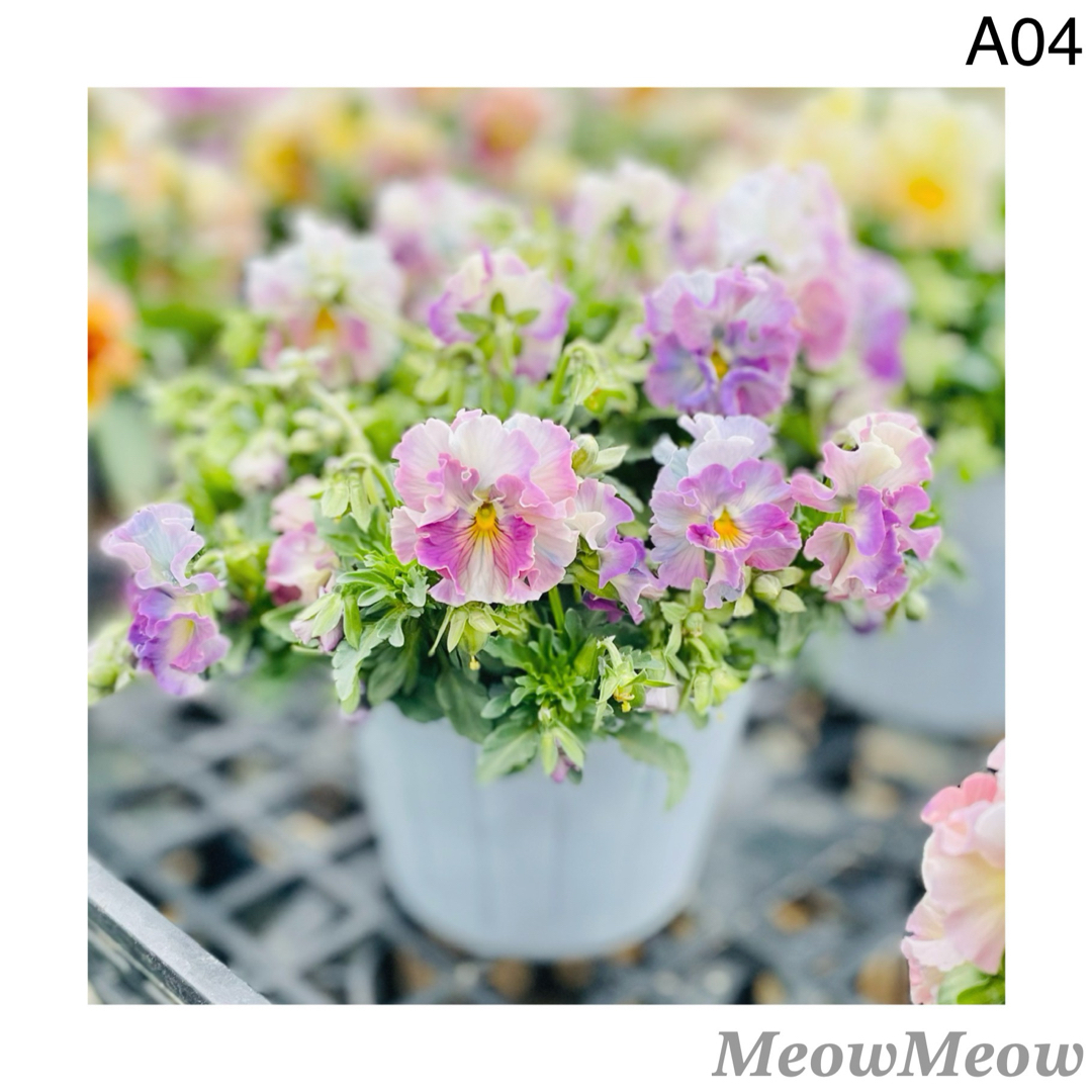 【A04】MeowMeow交配 フリルビオラの種 混合 30粒 ハンドメイドのフラワー/ガーデン(その他)の商品写真