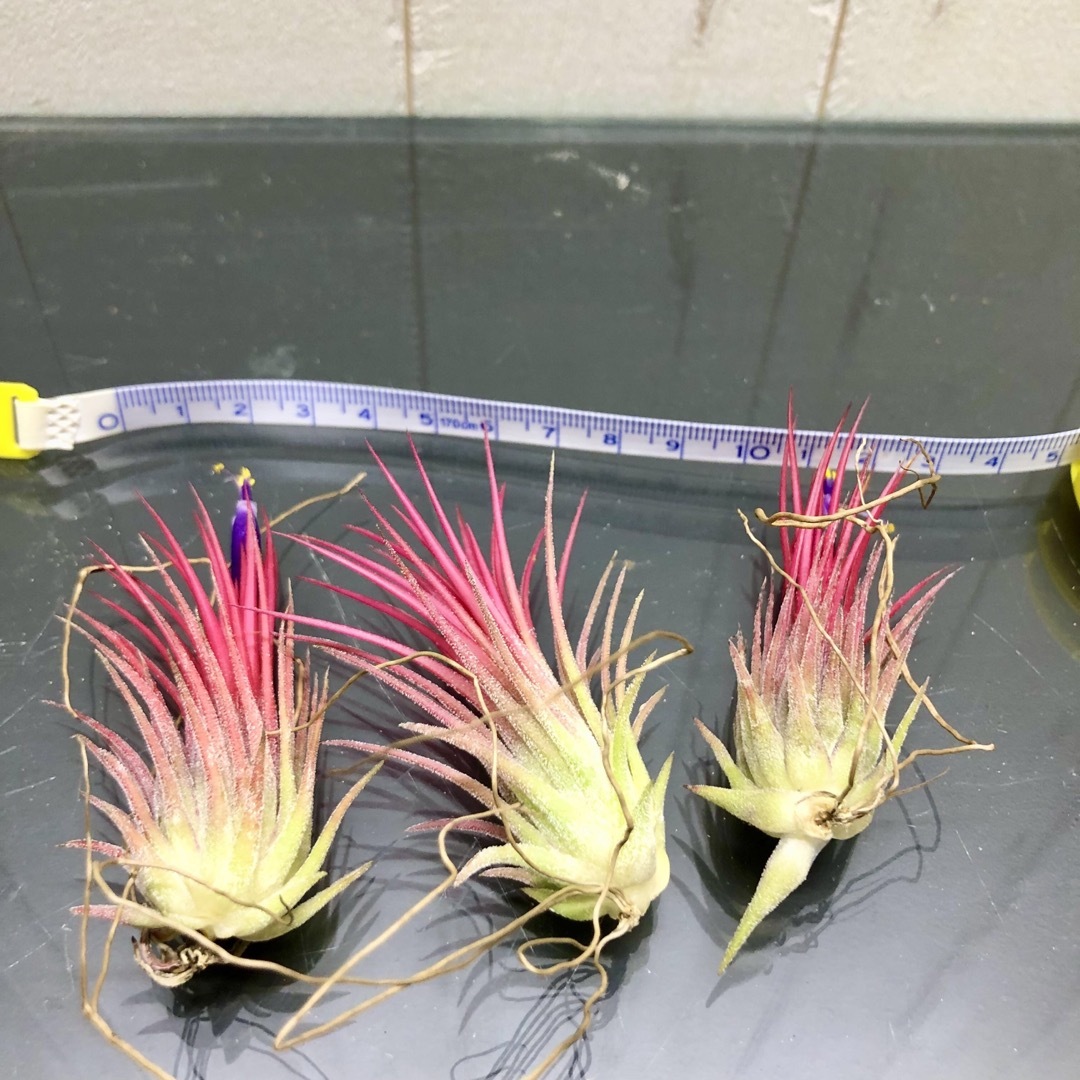 Tillandsia エアプランツ イオナンタ  フエゴ  3株 ハンドメイドのフラワー/ガーデン(プランター)の商品写真