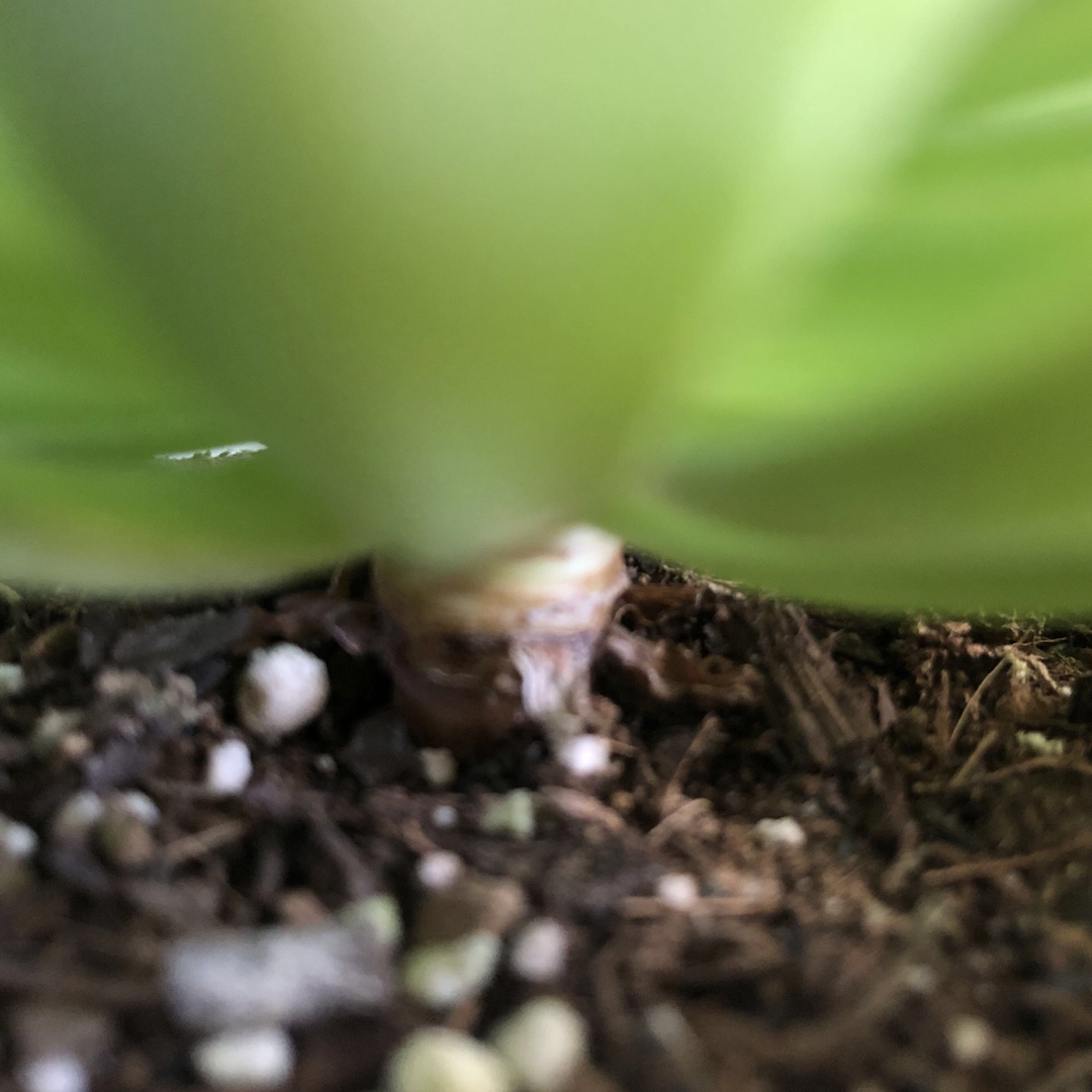 ハンドメイド多肉植物⭐︎専用⭐︎センポニウム ダイヤモンドとミセスフロスティ　抜き苗　大株