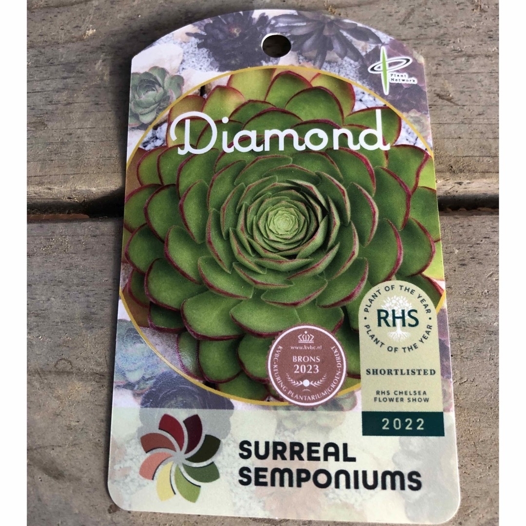 ハンドメイド多肉植物⭐︎専用⭐︎センポニウム ダイヤモンドとミセスフロスティ　抜き苗　大株