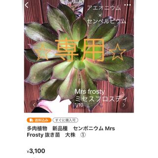 多肉植物⭐︎専用⭐︎新品種　センポニウム ミセスフロスティとダイヤモンド抜き苗　(その他)