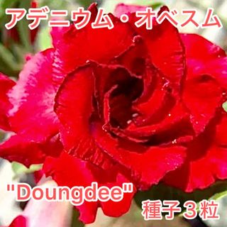 アデニウム・オベスム "Doungdee" 種子3粒(その他)