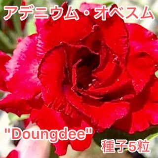 アデニウム・オベスム "Doungdee" 種子5粒(その他)