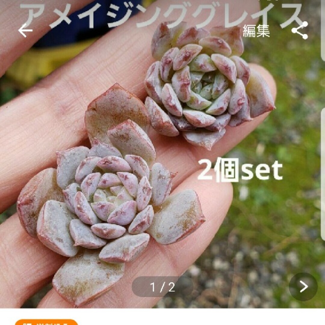 専用♡多肉植物  サファイア  抜き苗  ピンク多肉 ハンドメイドのフラワー/ガーデン(その他)の商品写真