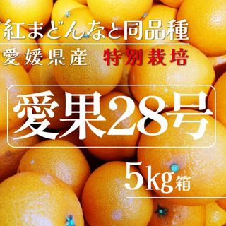 エヒメミカン(愛媛みかん)の愛媛県産　特別栽培　愛果28号5㎏箱（紅まどんなと同品種(フルーツ)