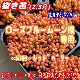 【抜き苗】虹の玉 他 多肉植物 セダム 紅葉 プレステラ プラ鉢(その他)