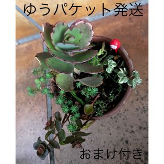 だるま　抜き苗＋おまけ　多肉植物　セダム　ゆうパケット発送(その他)