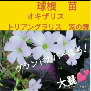 オキザリストリアングラリス紫の舞♥️ネコポスsizeいっぱい！(花瓶)