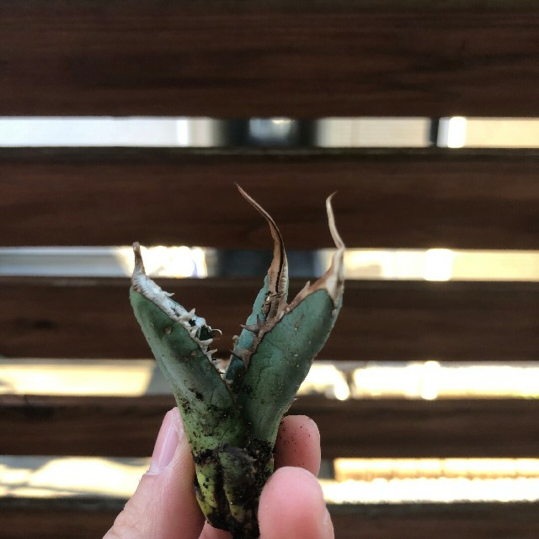 アガベ チタノタ 多肉植物 緑幽霊 超強棘 極上仔株 アガベ チタノタ 多肉植物 緑幽霊 超強棘 極上仔株