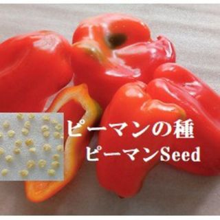 RS926　種子 『ピーマン の種30粒』 沖縄　野菜たね ぴーまんseed(野菜)