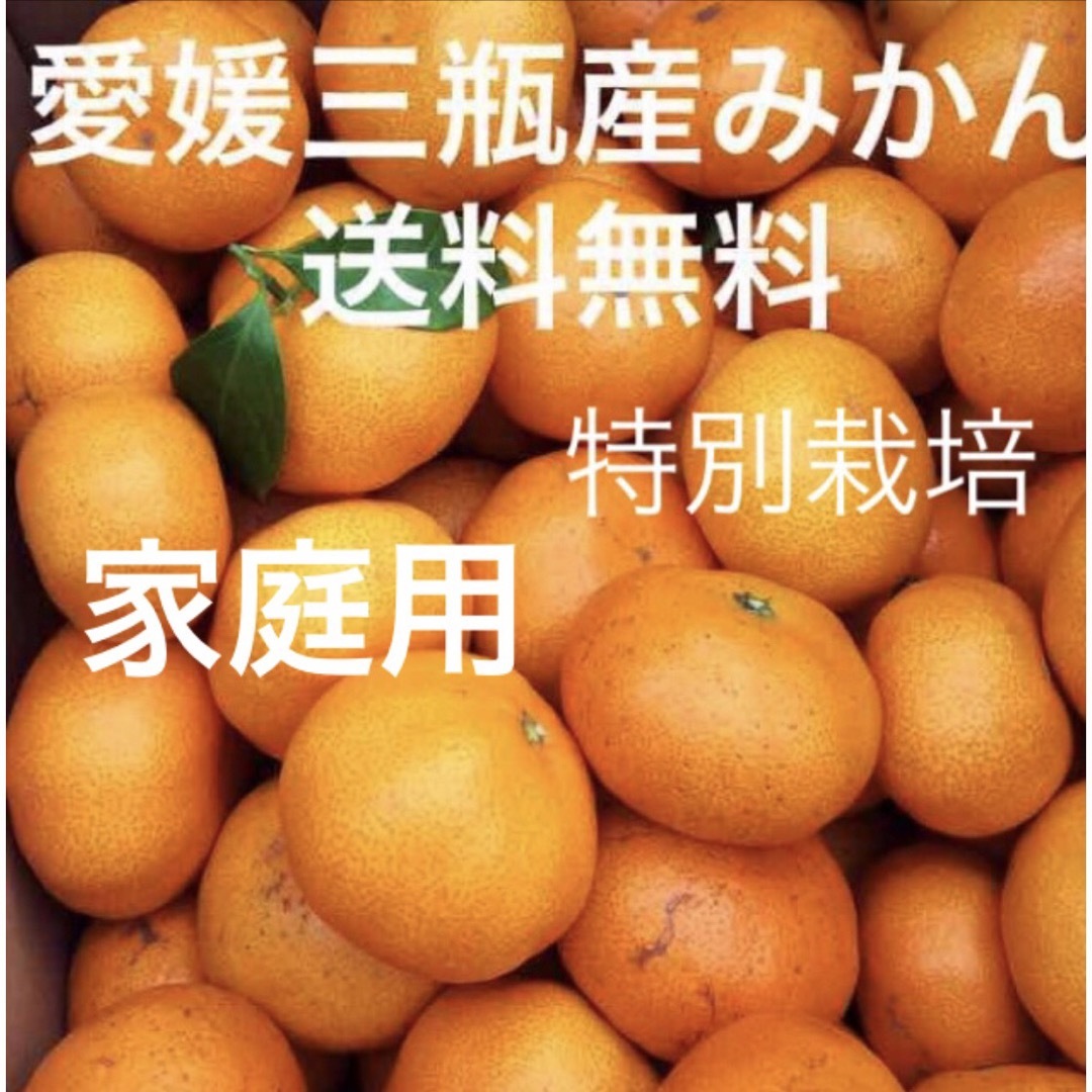 愛媛三瓶産みかん　家庭用　10kg      食品/飲料/酒の食品(フルーツ)の商品写真