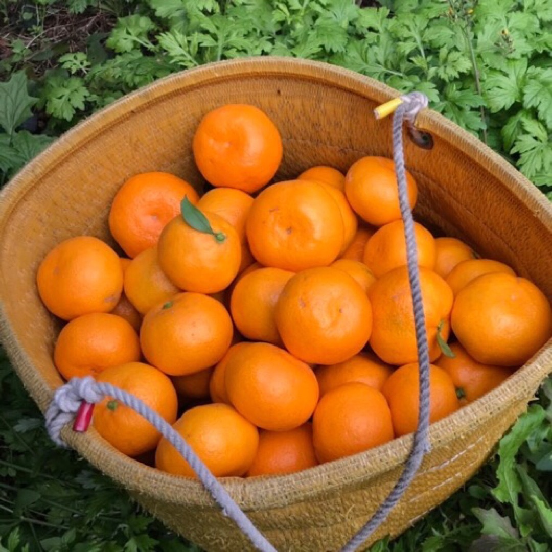 愛媛三瓶産みかん　小粒　3kg 食品/飲料/酒の食品(フルーツ)の商品写真