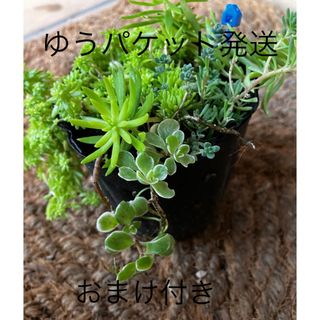 抜き苗＋おまけ　多肉植物　セダム　ゆうパケット発送(その他)