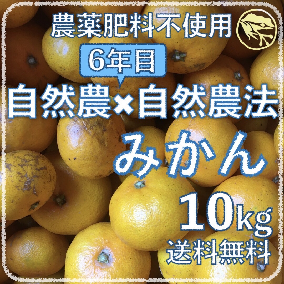 自然栽培自然農みかん10kg 6年目 農薬肥料不使用 自然農法 海乃蛙自然農園