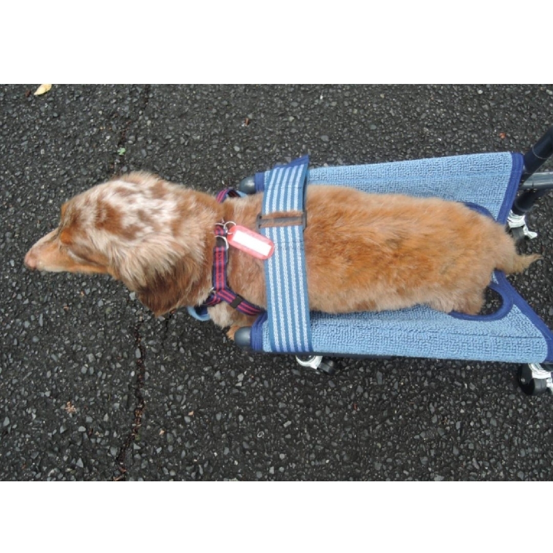 4輪歩行器、犬車椅子、犬歩行器(シートタイプ) ペット用品 4輪歩行器、犬車椅子、犬歩行器(シートタイプ) ペット用品