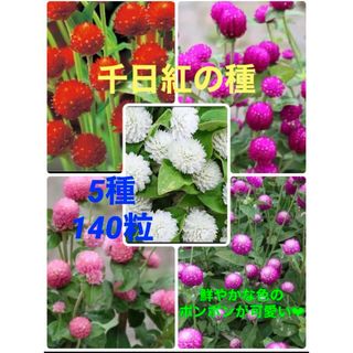 ❤︎花の種❤︎ 千日紅　5種　140粒(その他)