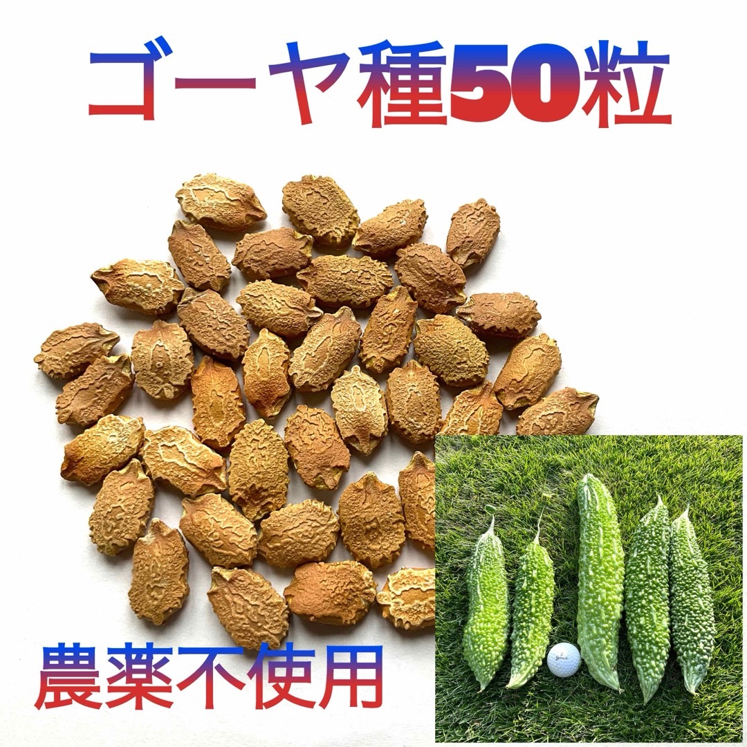 【お得！】ゴーヤの種　厳選50粒 食品/飲料/酒の食品(野菜)の商品写真