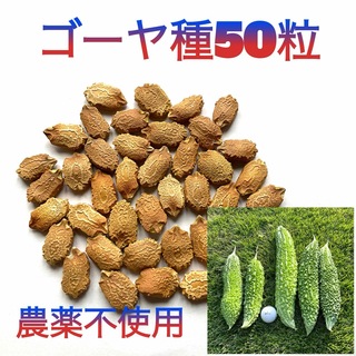 【お得！】ゴーヤの種　厳選50粒(野菜)