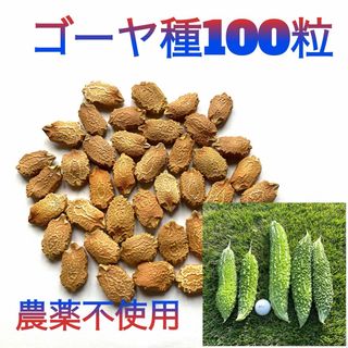 【お得！】ゴーヤの種　厳選100粒(野菜)