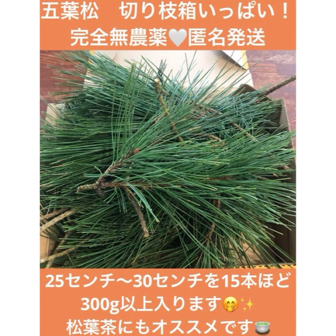 【匿名発送】完全無農薬　松の切り枝　15本以上　300g 松葉茶　リース作りにも ハンドメイドのフラワー/ガーデン(リース)の商品写真