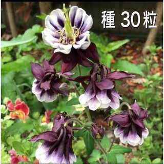 【種】 西洋オダマキ ブラックベリー30粒☆ 種から花を咲かせて見ませんかy(その他)