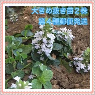 ☆第4種郵便☆【抜き苗2株】アジュガ　ホワイト　白花(その他)