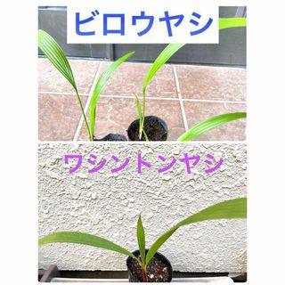 ■ビロウヤシ(クバ) 抜き苗1株➕ワシントンヤシ抜き苗1株(プランター)