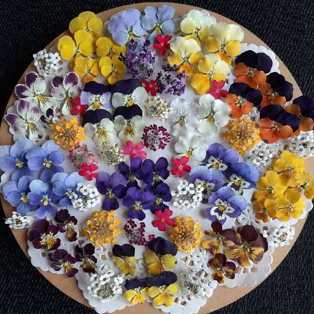 ドライフラワー花材 ❀小さめビオラꕤ︎︎ 小花 ハンドメイドの素材/材料(各種パーツ)の商品写真