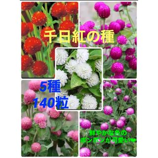 ❤︎花の種❤︎ 千日紅　5種　140粒(その他)