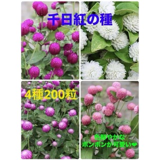 ❤︎花の種❤︎ 千日紅　4種　200粒(その他)