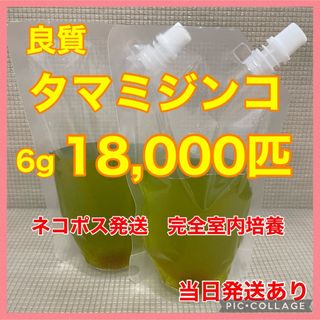 良質　タマミジンコ　18,000匹　7g  冬越し前の幼魚　稚魚　加温メダカ(アクアリウム)