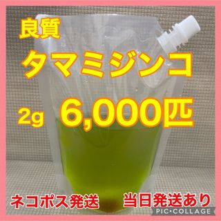 良質　タマミジンコ　6,000匹　冬越し　栄養満点　産卵促進に　加温メダカ(アクアリウム)