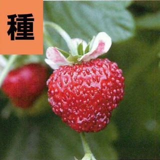 ＜野菜の種＞ワイルドストロベリー　ミグノネッテ　３０粒(プランター)