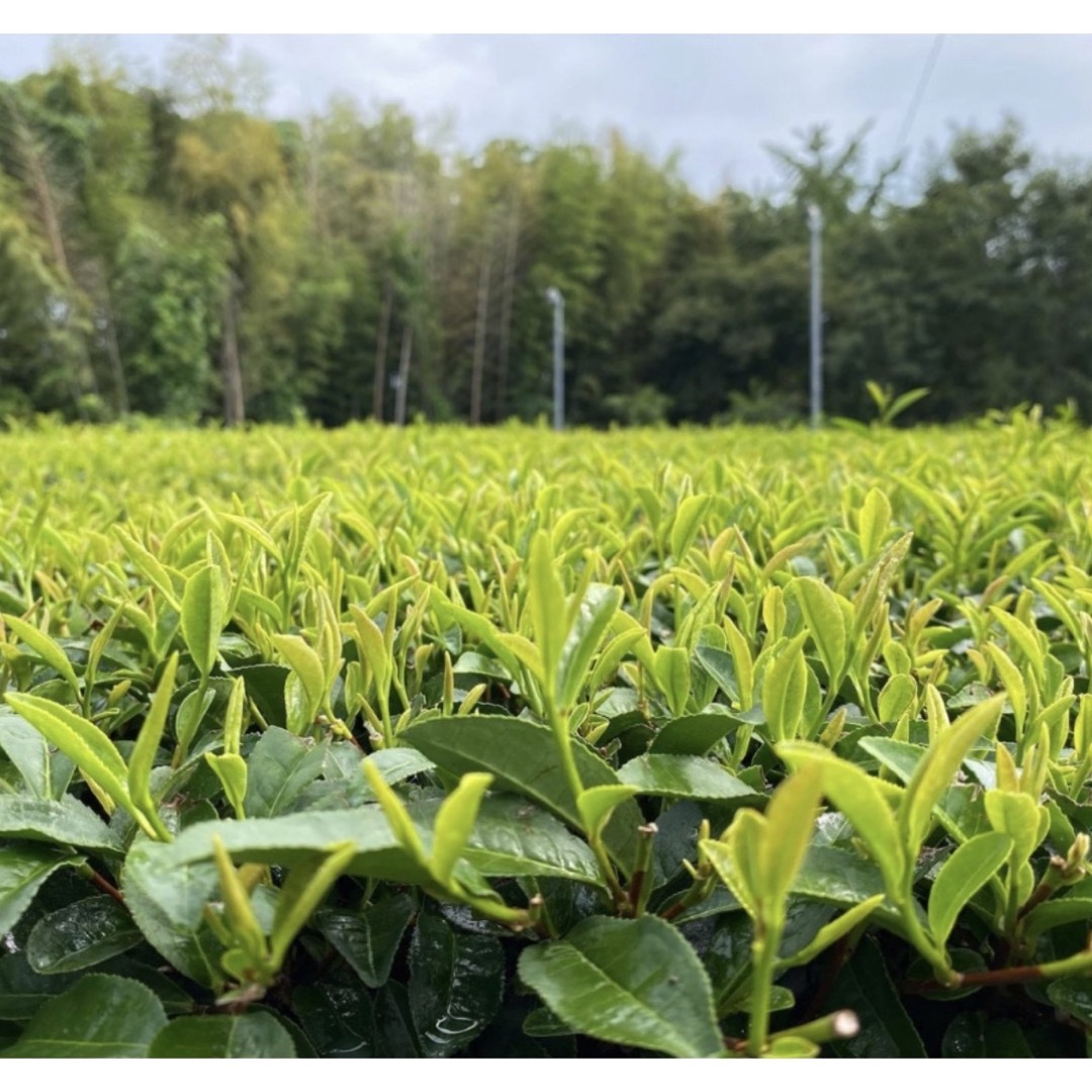 【新茶】八女新茶 八女茶 高級煎茶 お茶 緑茶 茶葉 緑色&桃色包装 2袋セット 食品/飲料/酒の飲料(茶)の商品写真