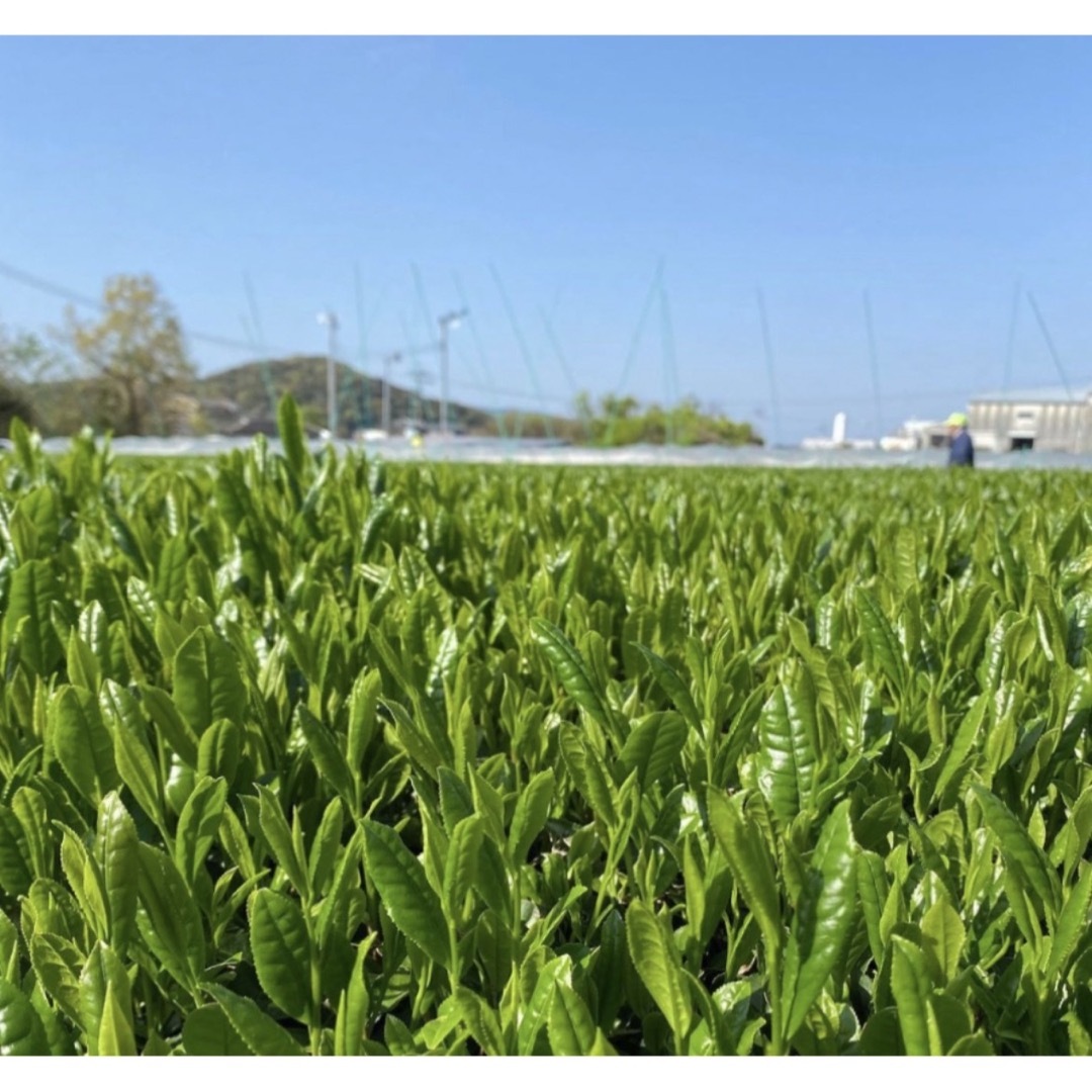 【新茶】八女新茶 八女茶 高級煎茶 お茶 緑茶 茶葉 緑色&桃色包装 2袋セット 食品/飲料/酒の飲料(茶)の商品写真