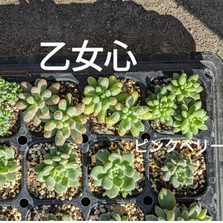 多肉植物　乙女心　ピンクベリー　抜き苗(その他)