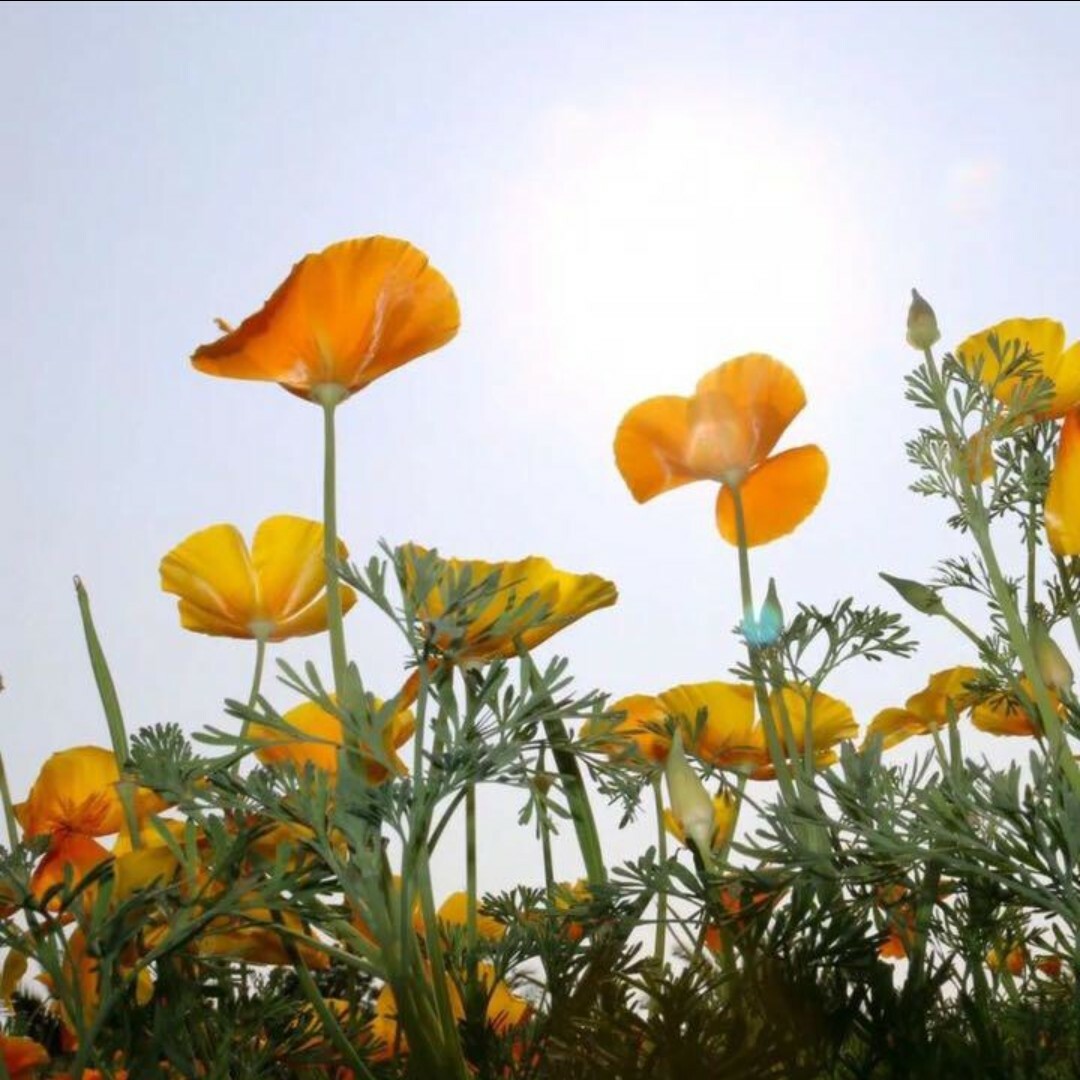 ハナビシソウ（花菱草）の花色(黄、オレンジ、クリーム)ミックスの種50粒 ハンドメイドのフラワー/ガーデン(その他)の商品写真