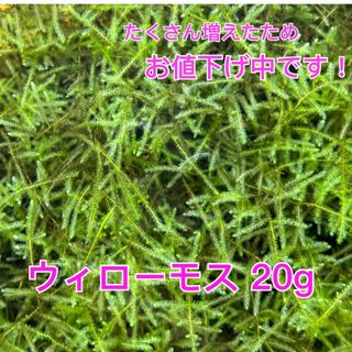 ウィローモス 20gの通販 by Zinnia's Shop｜ラクマ