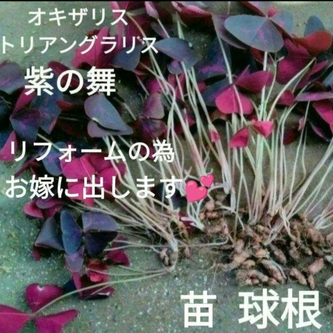 オキザリストリアングラリス紫の舞 ハンドメイドのフラワー/ガーデン(その他)の商品写真