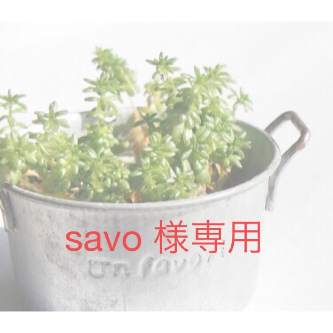 savo 様専用　多肉植物 エケベリア レインボー錦・ピーチ セット ハンドメイドのフラワー/ガーデン(その他)の商品写真