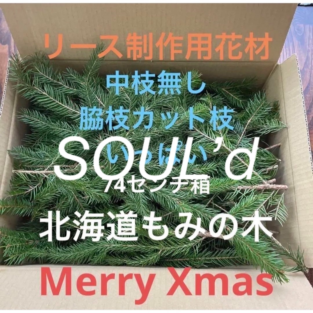 モミの木北海道もみの木　生花　クリスマス花材　74センチ箱