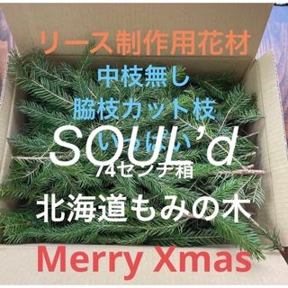 北海道もみの木　生花　クリスマス花材　74センチ箱(ドライフラワー)