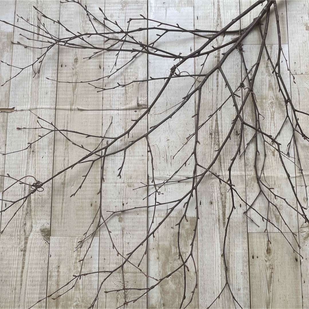 北海道白樺の枝　店舗用ディスプレイ　装飾　 Xmasインテリア ハンドメイドのフラワー/ガーデン(ドライフラワー)の商品写真