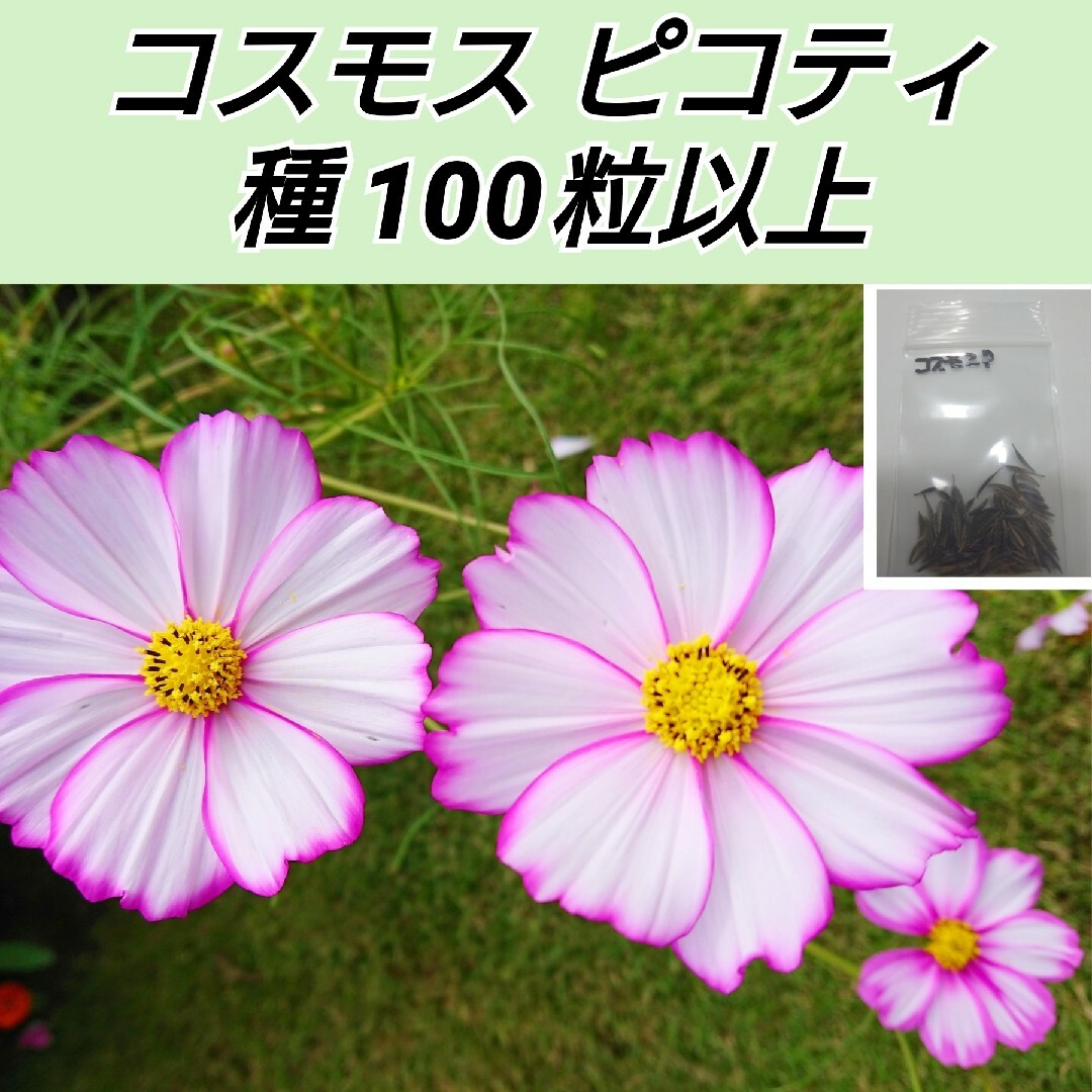 コスモス ピコティ 花種100粒以上 ハンドメイドのフラワー/ガーデン(プランター)の商品写真