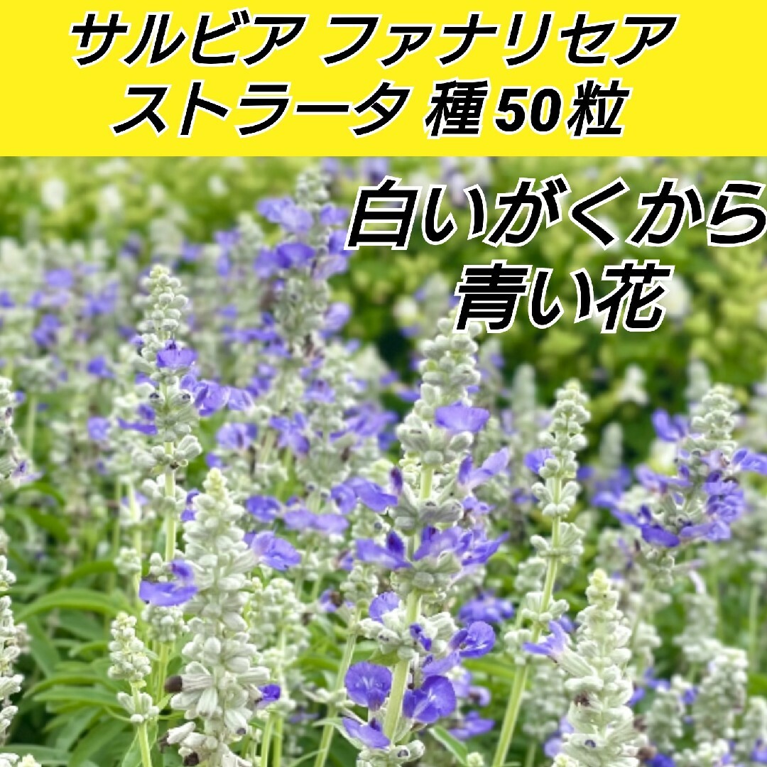 サルビア ファリナセア ストラータ 花種 50粒 ハンドメイドのフラワー/ガーデン(プランター)の商品写真