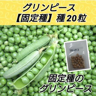 グリンピース【固定種】種20粒(プランター)