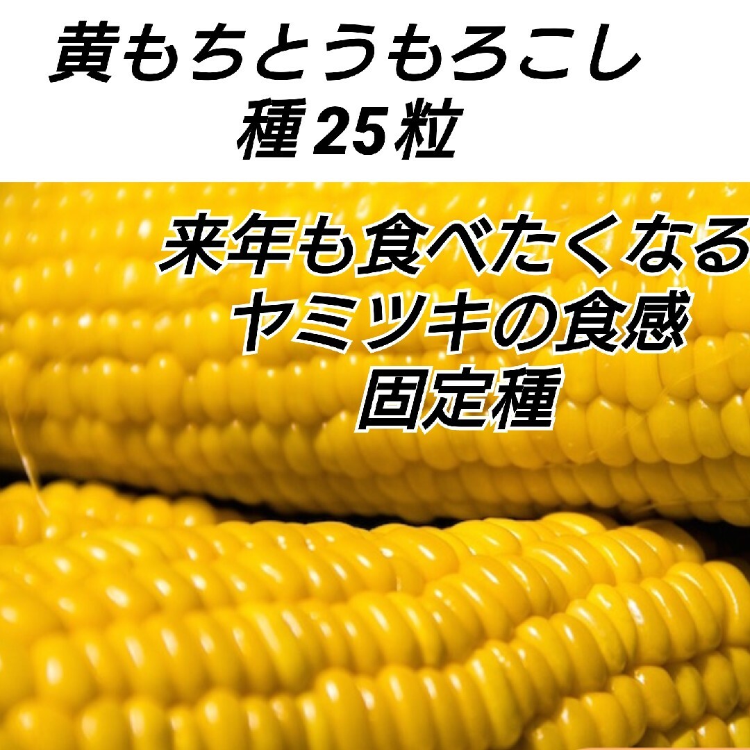 黄もちとうもろこし 種25粒【固定種】 ハンドメイドのフラワー/ガーデン(プランター)の商品写真