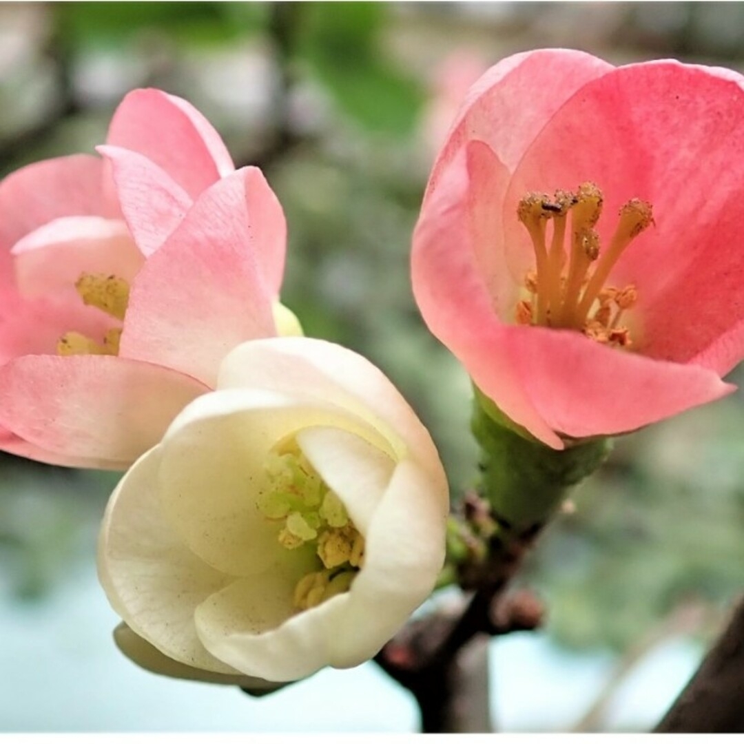 IRON HEART(アイアンハート)の木瓜　種　ピンク　白　20粒 ハンドメイドのフラワー/ガーデン(その他)の商品写真